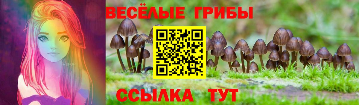 Галлюциногенные грибы Psilocybe Шатура